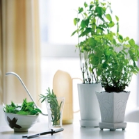 客厅除甲醛植物有哪些?